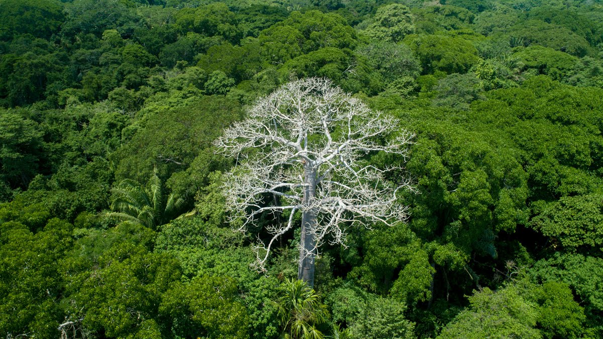 Bosque de los mil colores